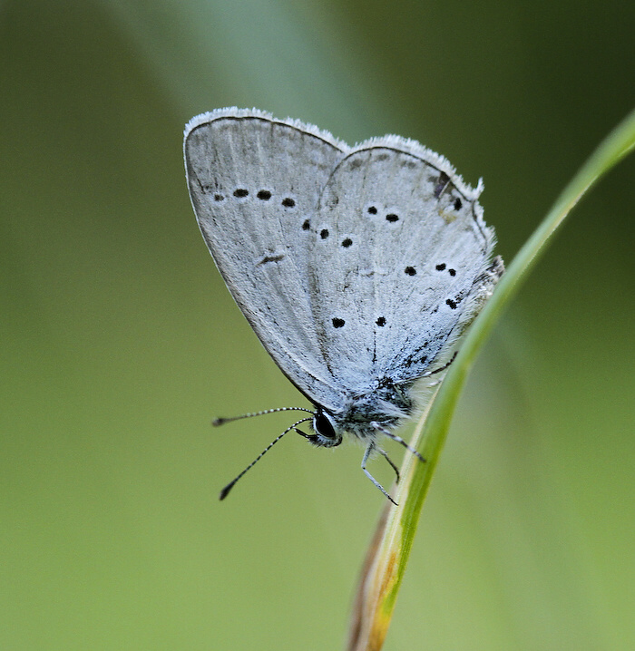 photo "***" tags: nature, insect