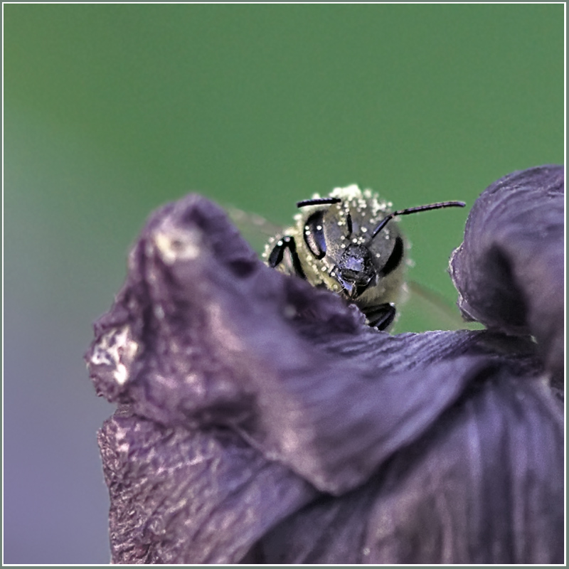 photo "Let's play?" tags: nature, macro and close-up, insect