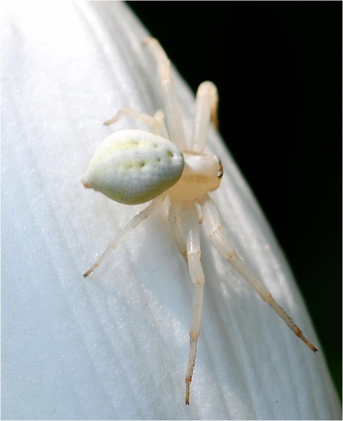 photo "***" tags: nature, macro and close-up, insect