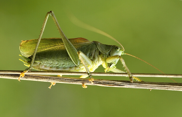 photo "***" tags: nature, insect