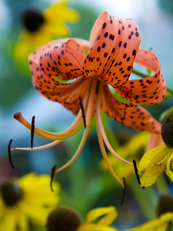 photo "***" tags: nature, macro and close-up, flowers