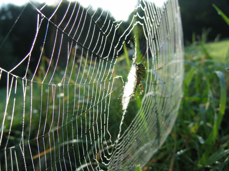 photo "***" tags: nature, insect