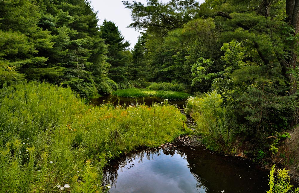 photo "***" tags: landscape, forest