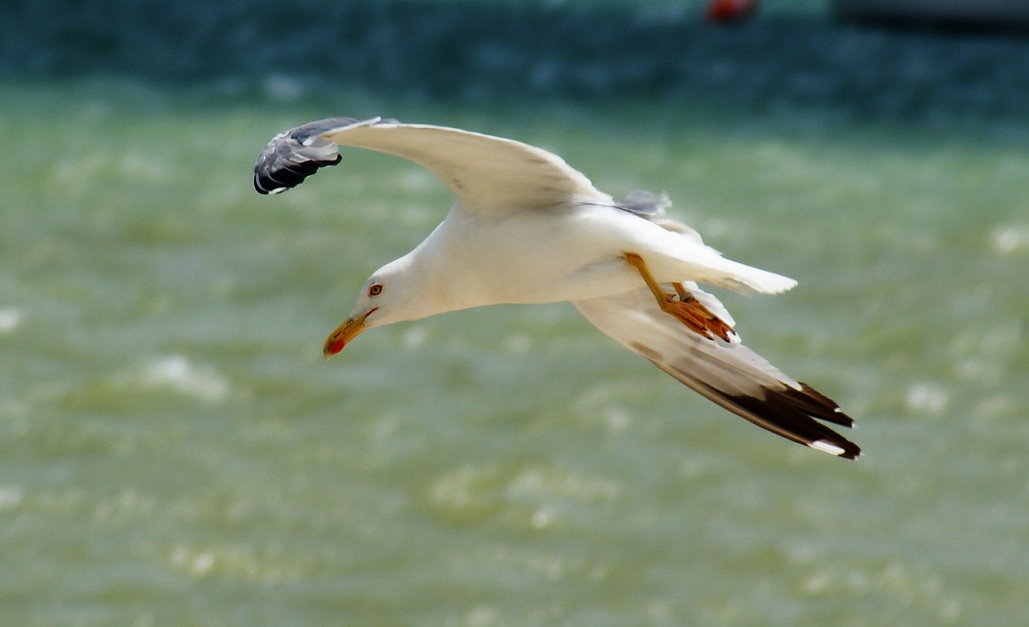 photo "Galeb" tags: nature, wild animals