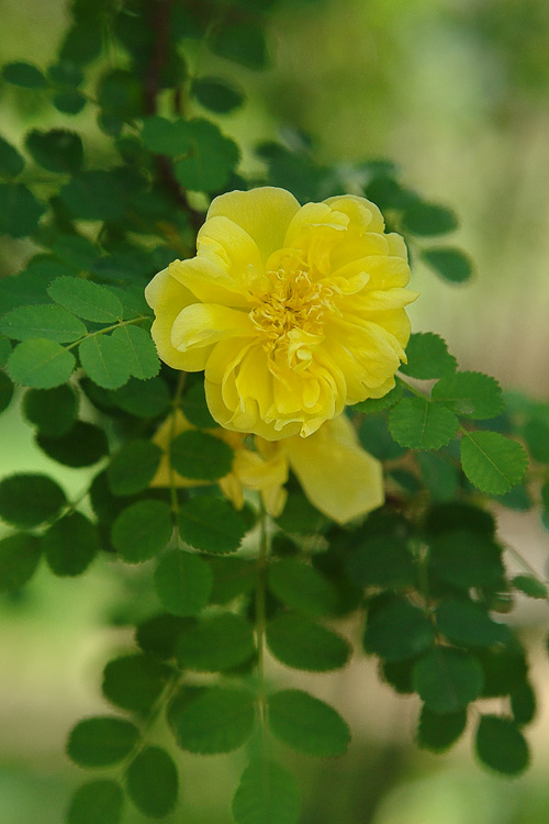 photo "Bush in blossom" tags: nature, flowers