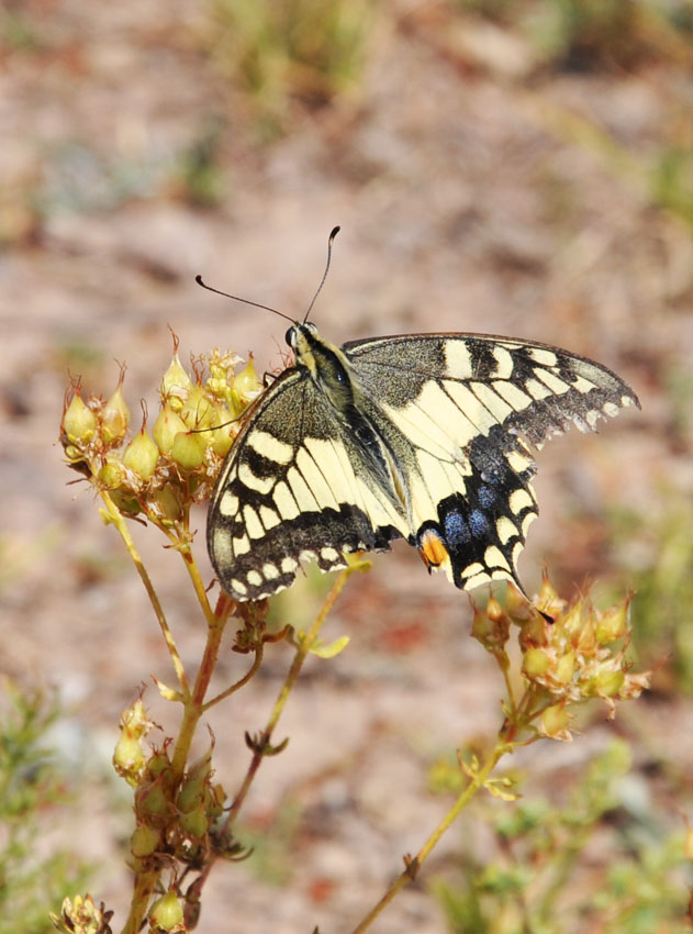 photo "***" tags: nature, macro and close-up, insect