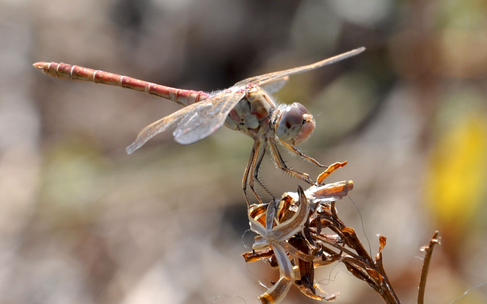 photo "***" tags: macro and close-up, nature, insect