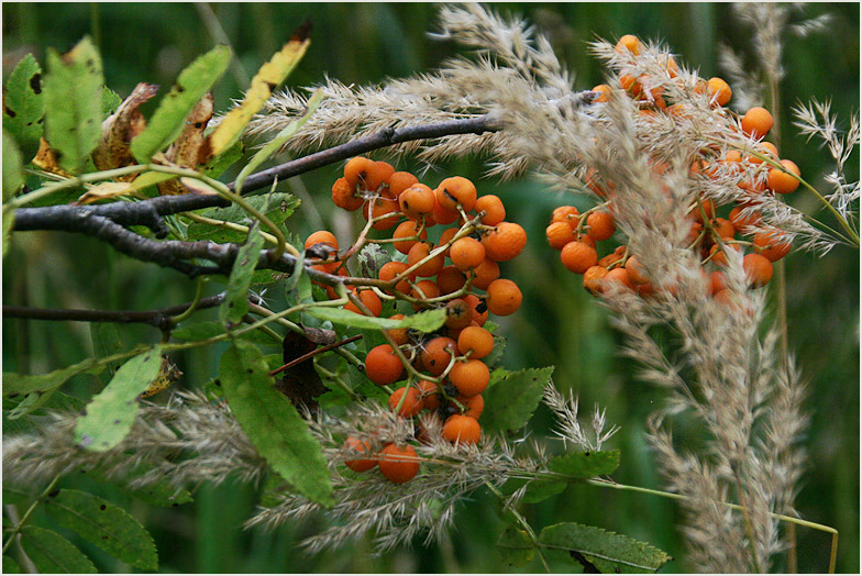 photo "The etude" tags: nature, flowers