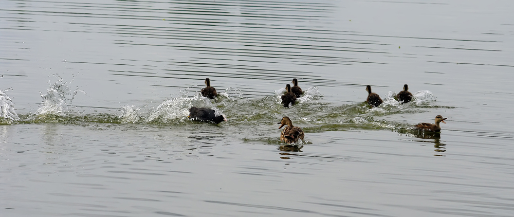 photo "***" tags: nature, wild animals