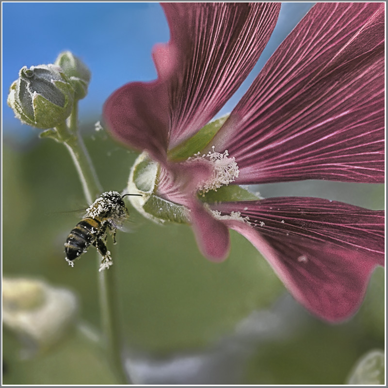 photo "Flew!" tags: nature, flowers, insect