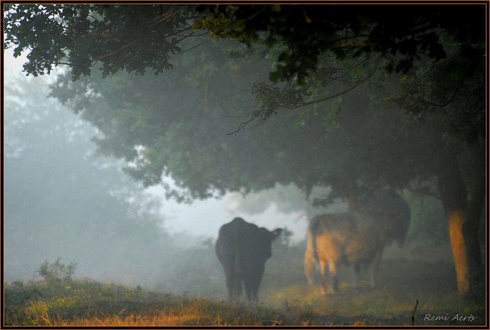 photo "***" tags: landscape, nature, pets/farm animals, summer