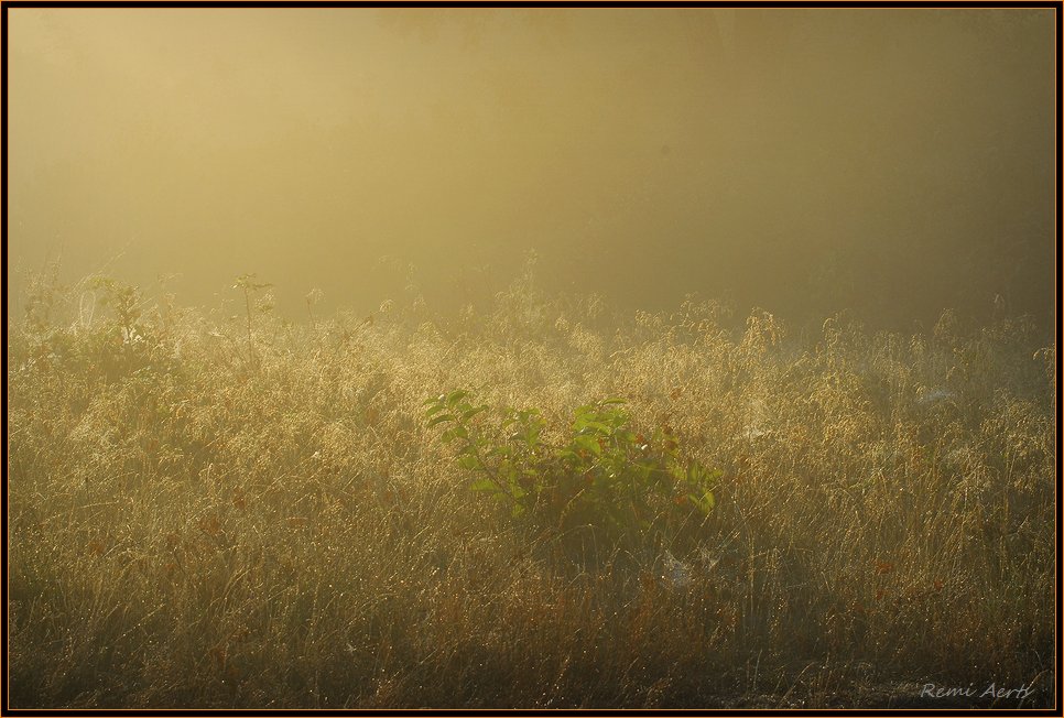 photo "sunup" tags: landscape, nature, flowers, sunset