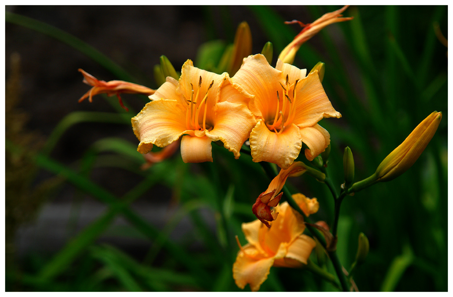 photo "Lilies" tags: nature, macro and close-up, flowers