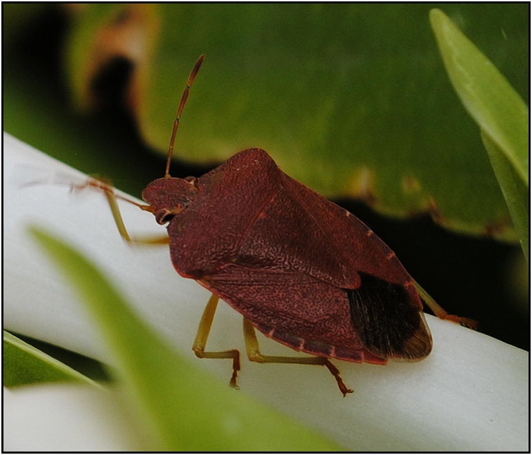 photo "***" tags: nature, macro and close-up, insect