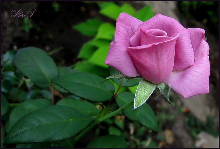 фото "Роза." метки: природа, розы, цветы