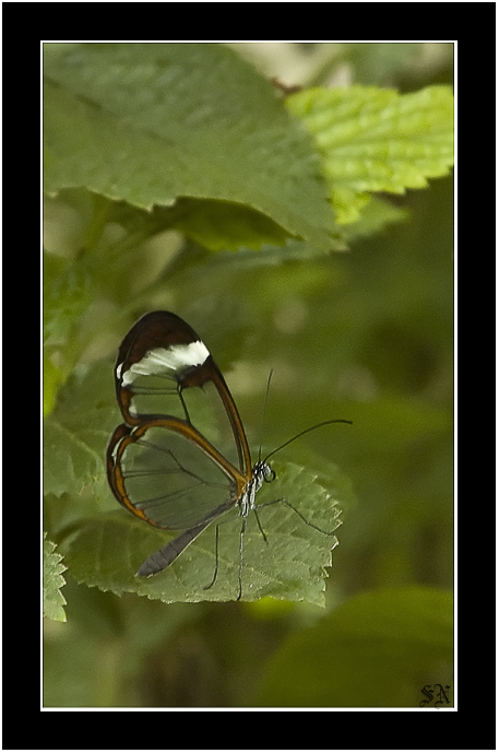 photo "Clear Wings Butterfly" tags: nature, macro and close-up, insect