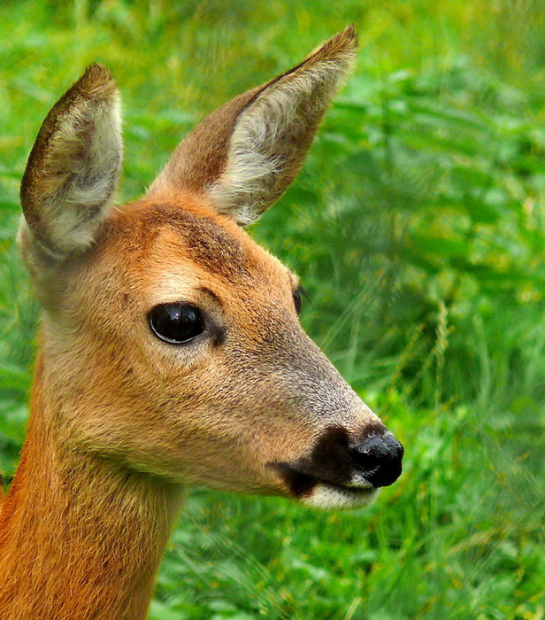 photo "Portret" tags: travel, nature, Europe, pets/farm animals