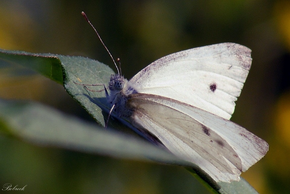 photo "Butterfly" tags: nature, wild animals