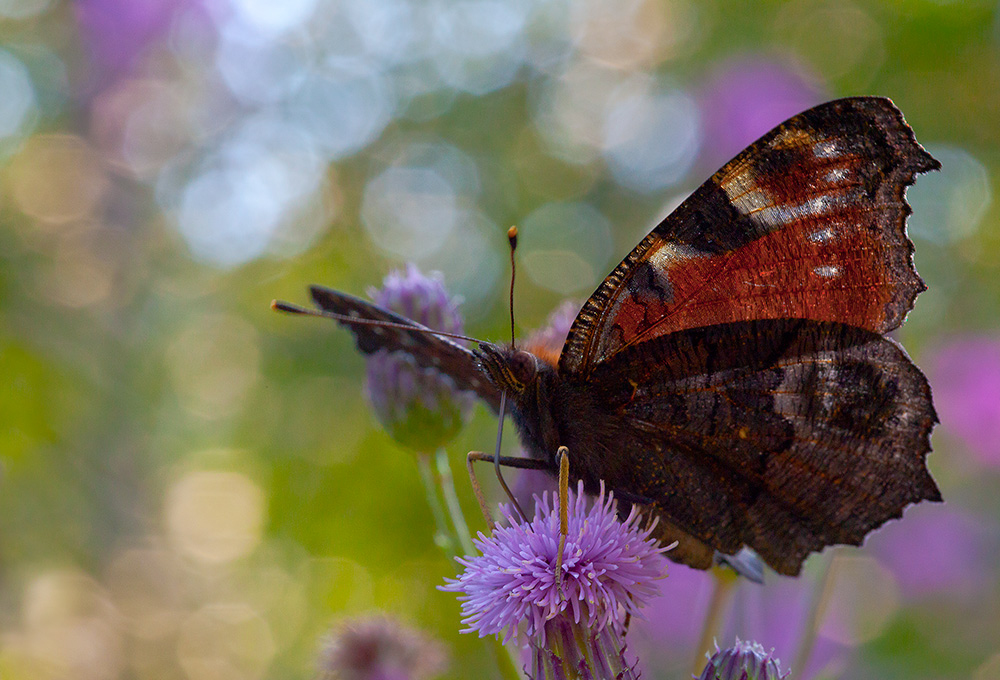 photo "***" tags: nature, insect