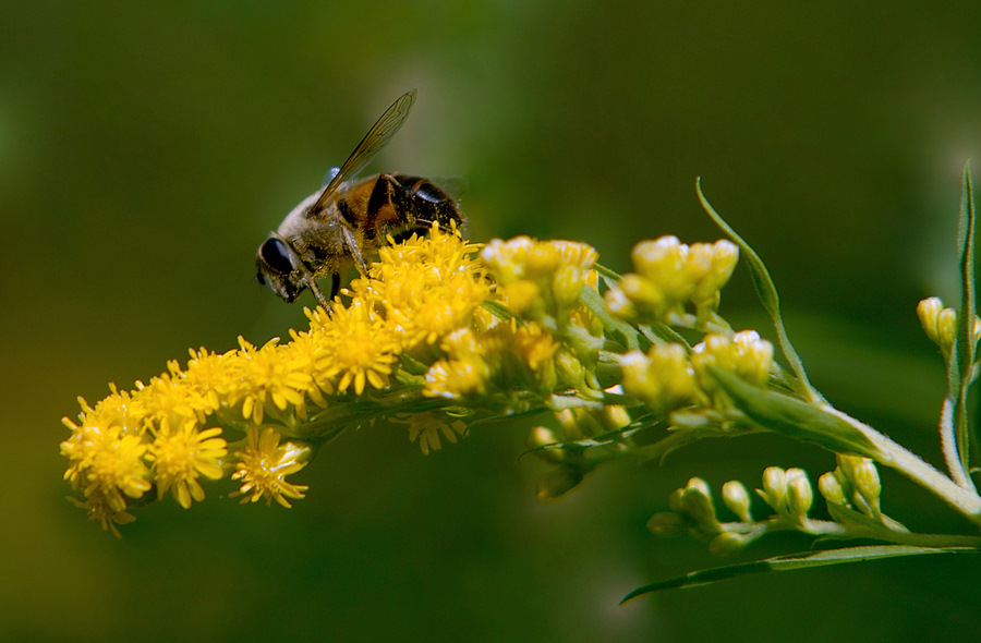 photo "***" tags: nature, flowers