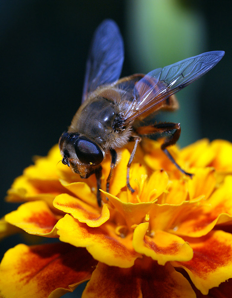 photo "макро  насекомые" tags: macro and close-up, nature, insect