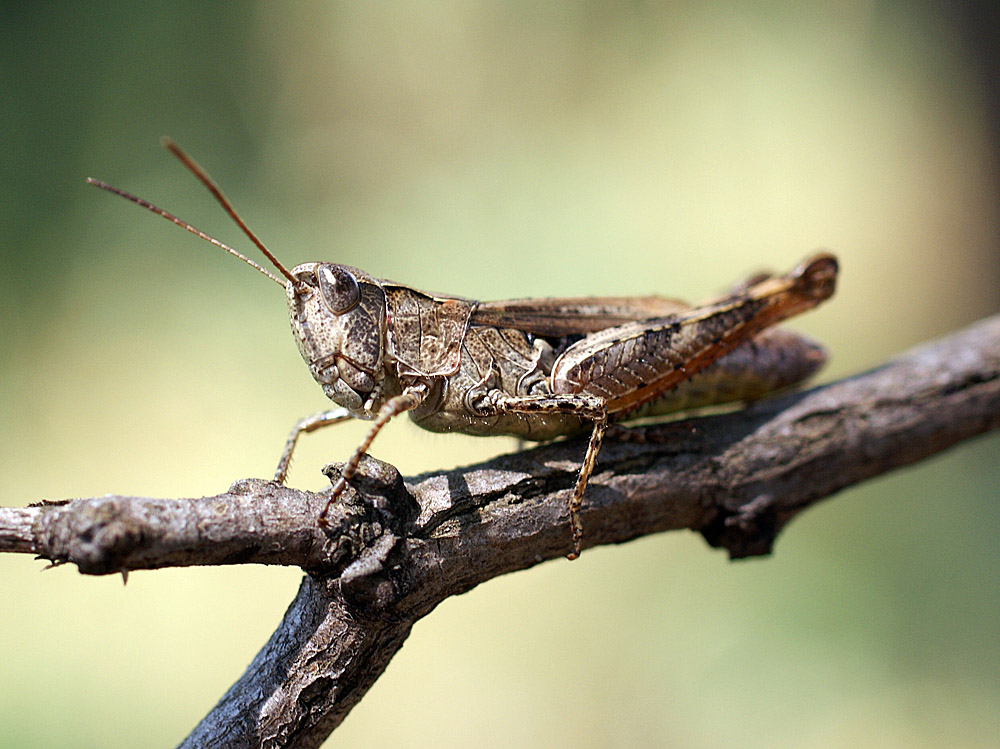 photo "макро кузнечик" tags: macro and close-up, nature, insect