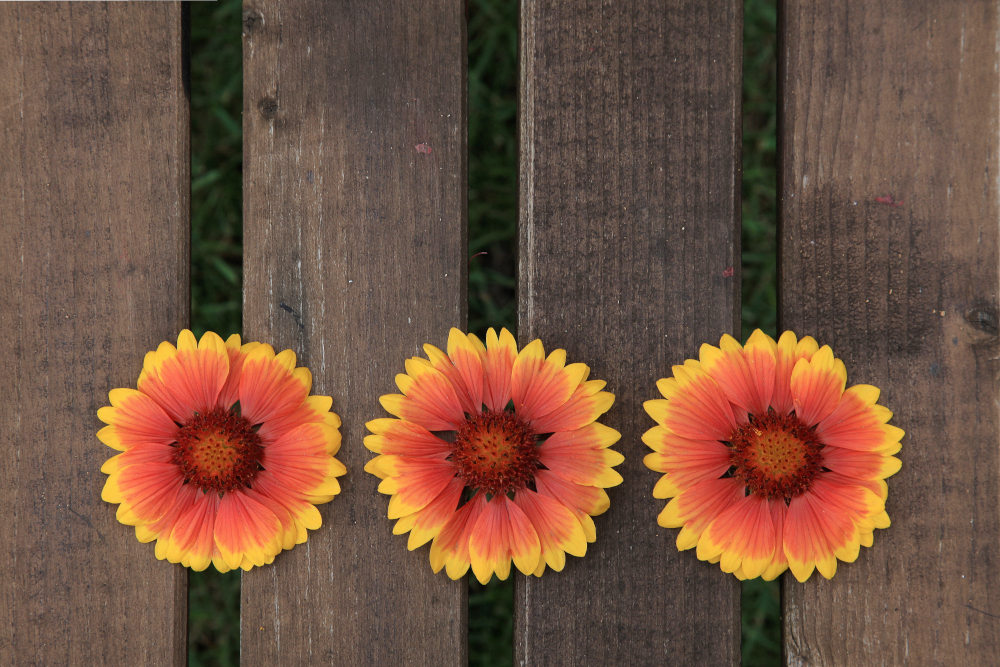 photo "bank" tags: nature, flowers