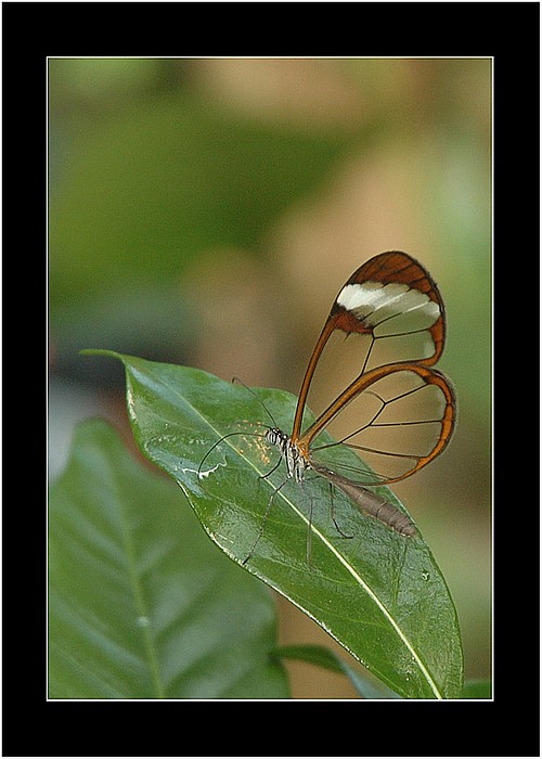 photo "Clear Wings Butterfly 2" tags: nature, macro and close-up, insect