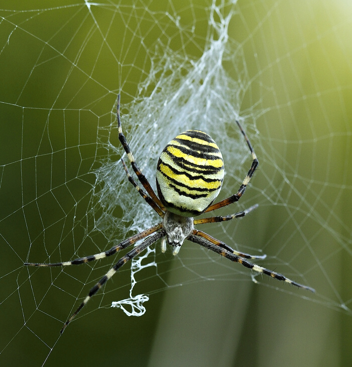 фото "Argiope bruennichi" метки: природа, насекомое