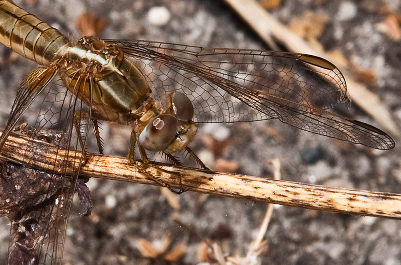 photo "GOLDEN JEWEL" tags: macro and close-up, nature, insect