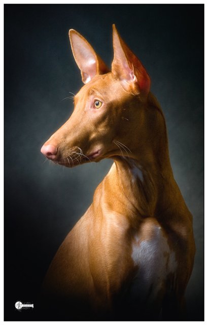 photo "Portrait of a pharaoh hound" tags: nature, pets/farm animals