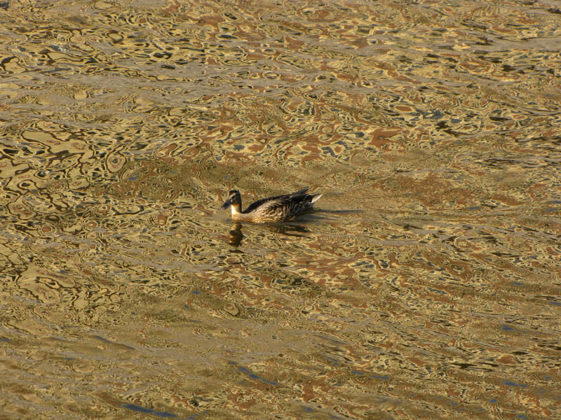 photo "duck" tags: landscape, nature, water, wild animals