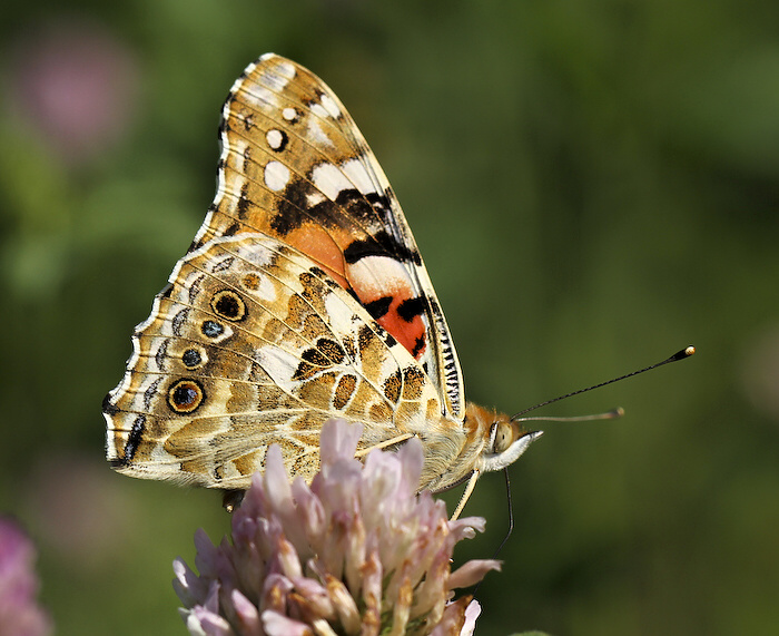 photo "Vanessa cardui" tags: nature, insect