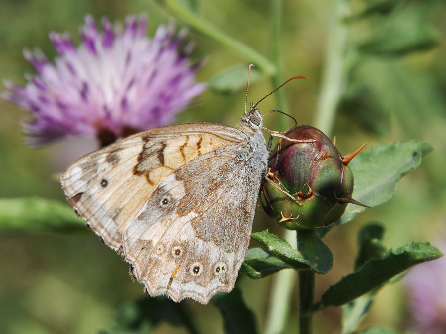 photo "***" tags: nature, macro and close-up, insect