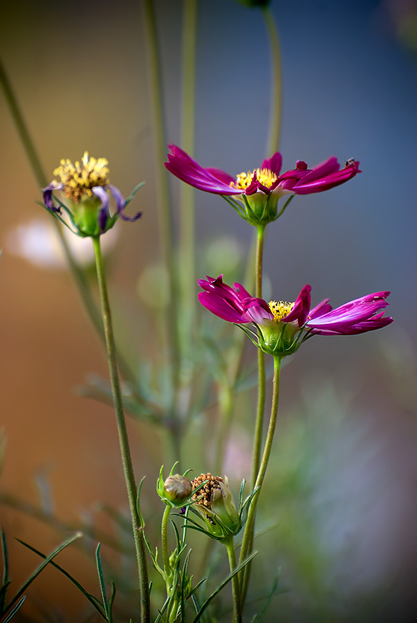 photo "***" tags: nature, flowers