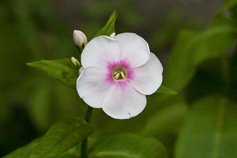 photo "***" tags: nature, flowers