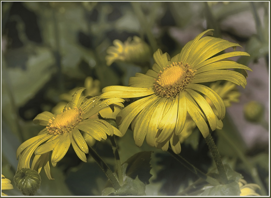 photo "Chamomile (doronikum)" tags: macro and close-up, nature, flowers