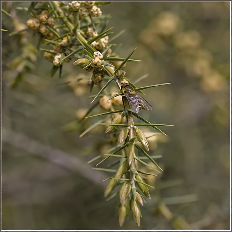 photo "Flower juniper" tags: nature, macro and close-up, flowers