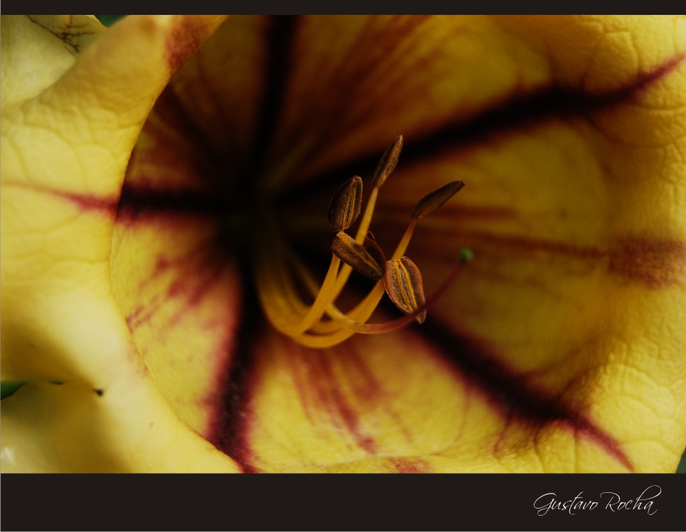 photo "***" tags: nature, flowers