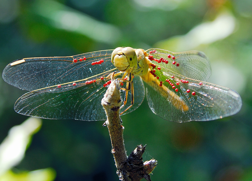 photo "***" tags: nature, macro and close-up, insect