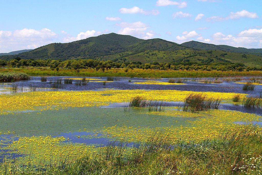 фото "Пейзаж с кубышками" метки: пейзаж, вода