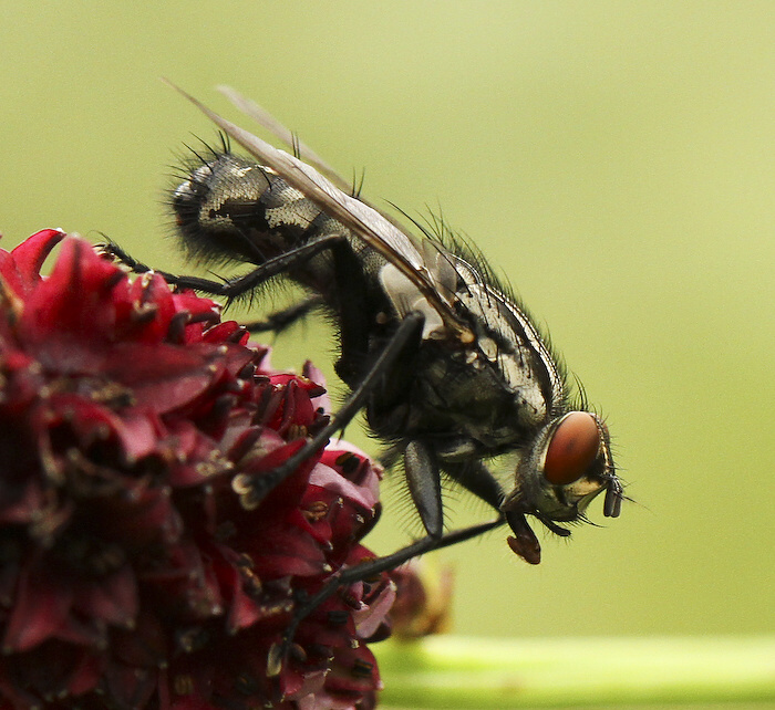 photo "***" tags: nature, insect