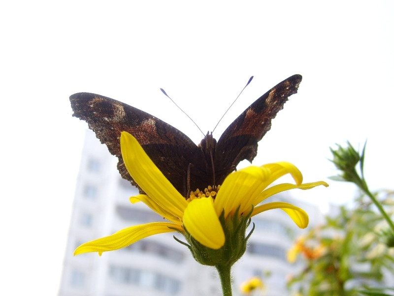 photo "***" tags: nature, macro and close-up, insect