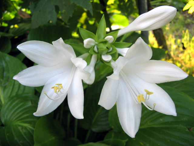 photo "***" tags: nature, flowers