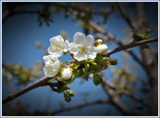 photo "***" tags: nature, flowers