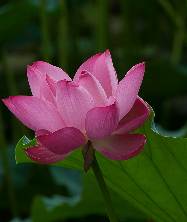 photo "lotus" tags: nature, flowers