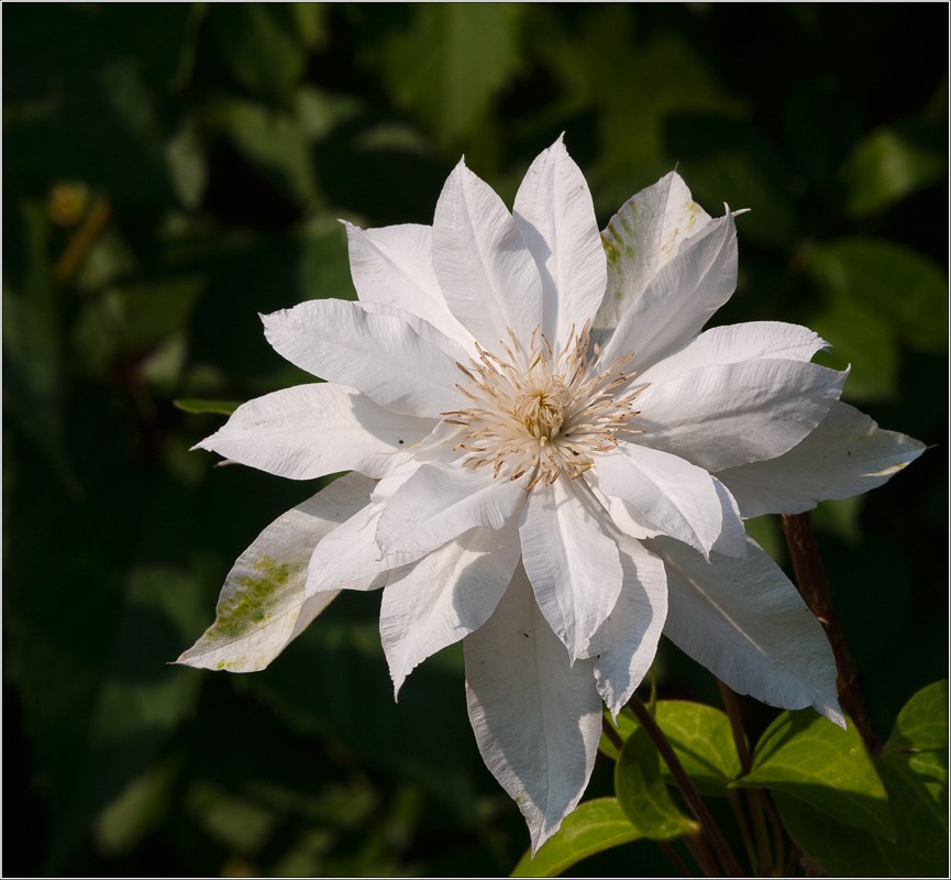 photo "Clematis like this .." tags: nature, flowers