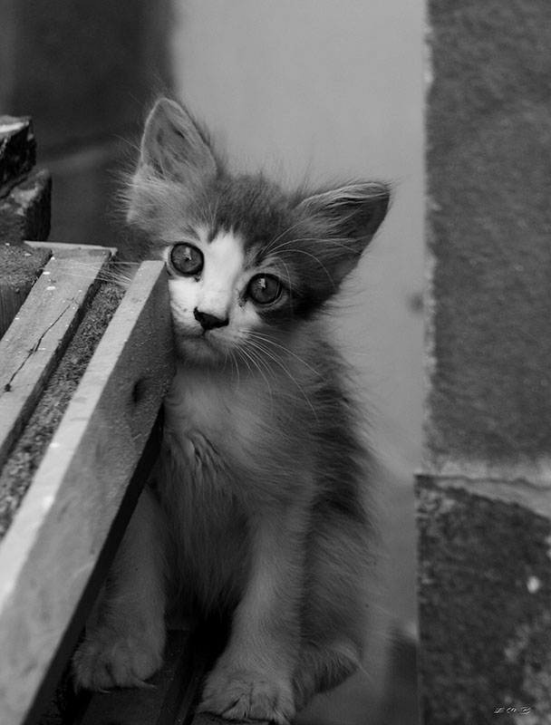 photo "***" tags: nature, black&white, pets/farm animals