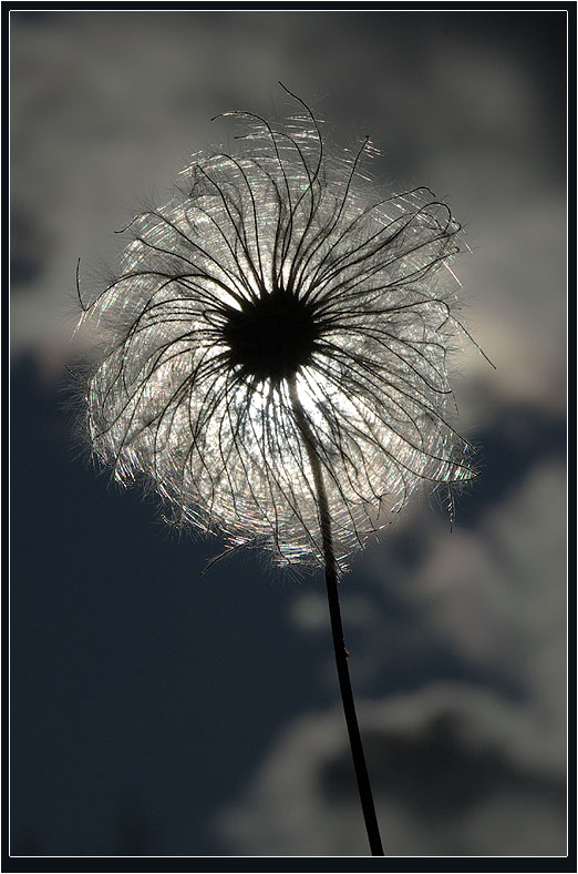 photo "***" tags: nature, flowers