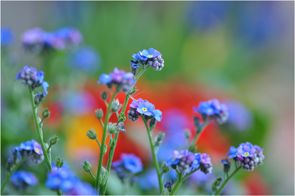 photo "***" tags: macro and close-up, 